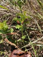 Acalypha caperonioides Baill. resmi