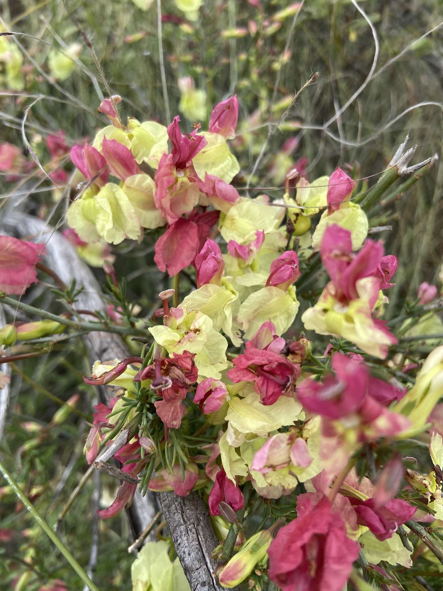 Image of Yellow Leschenaultia