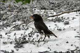 Image of Espanola Cactus Finch