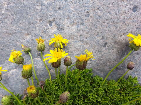 Image of Haplopappus scrobiculatus (Nees) DC.