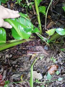 Image of Goeppertia macrosepala (K. Schum.) Borchs. & S. Suárez