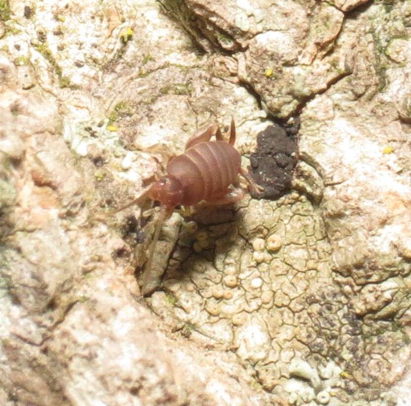 Image of Nebraska Ant Cricket