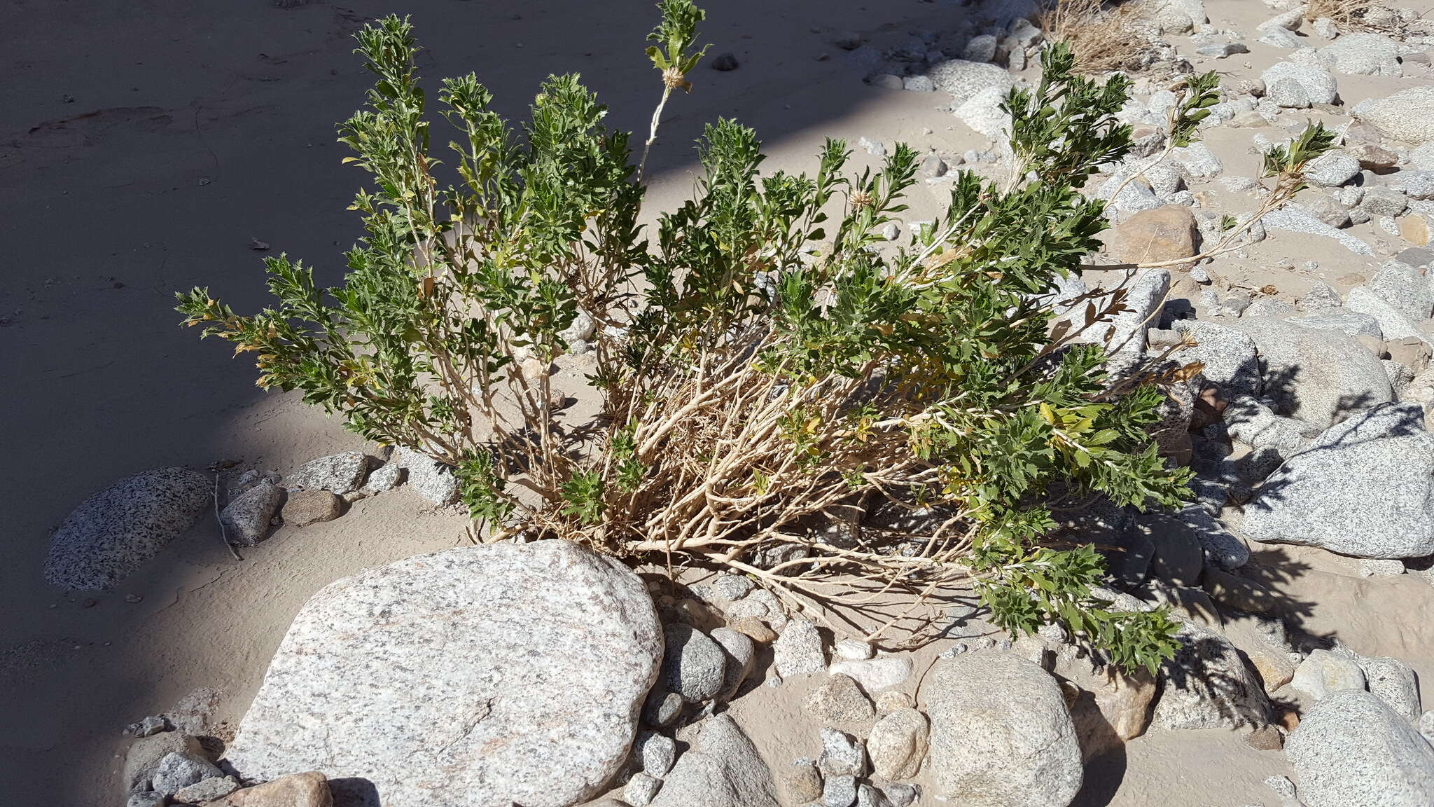 Image of Orcutt's aster