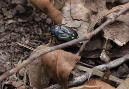 Chlorobapta frontalis (Donovan 1805) resmi