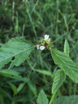 Image of Chocolate Weed