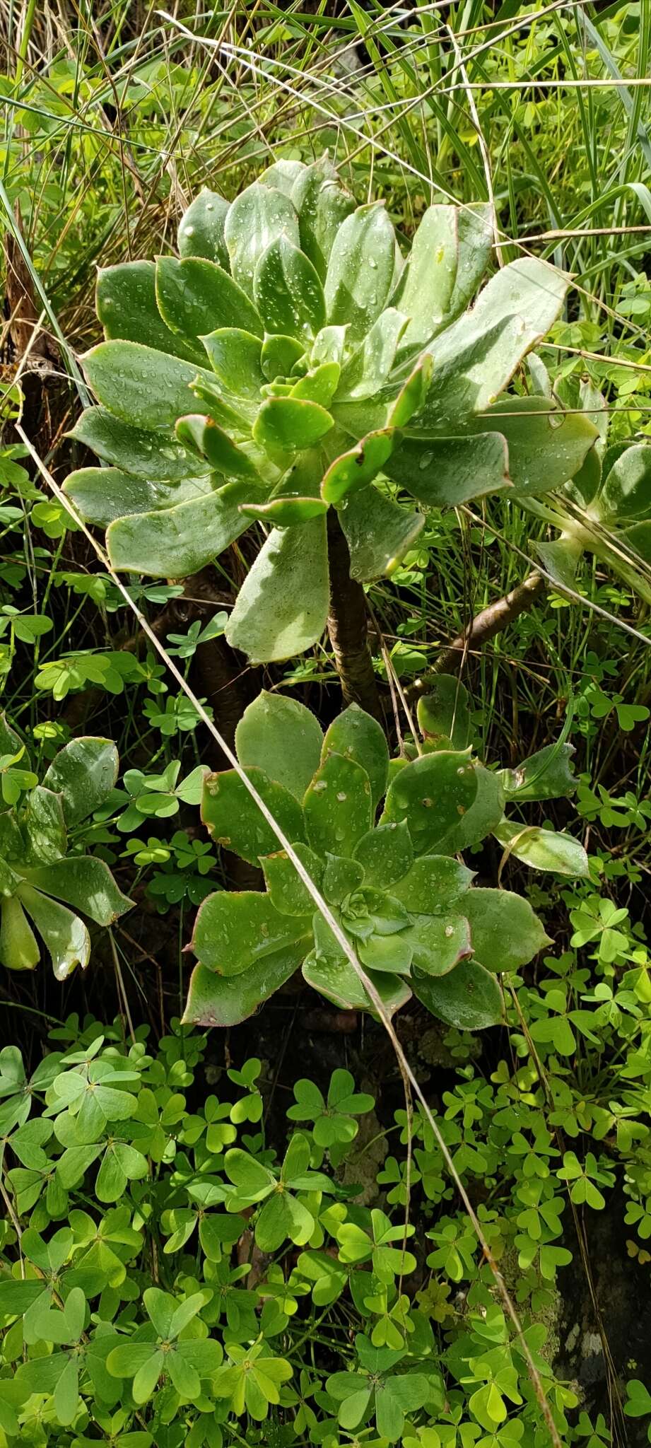 Image of Aeonium percarneum (Murray) J. Pitard & L. Proust