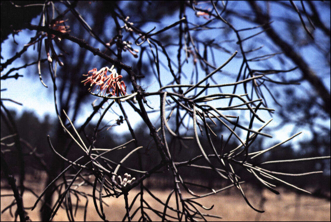 Amyema linophylla (Fenzl) Tieghem的圖片