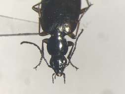 Image of Agonum (Olisares) aeruginosum Dejean 1828