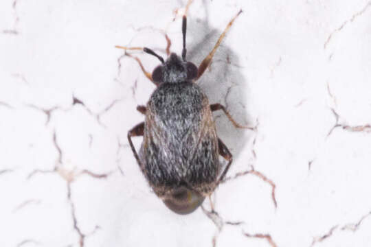 Image of Western Plant Bug