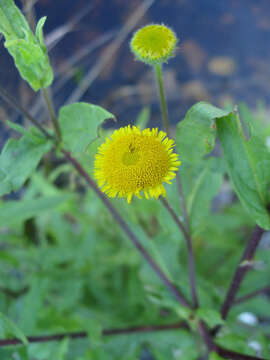 Pulicaria scabra (Thunb.) Druce resmi