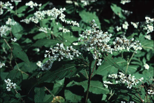 Koenigia campanulata (Hook. fil.) T. M. Schust. & Reveal resmi