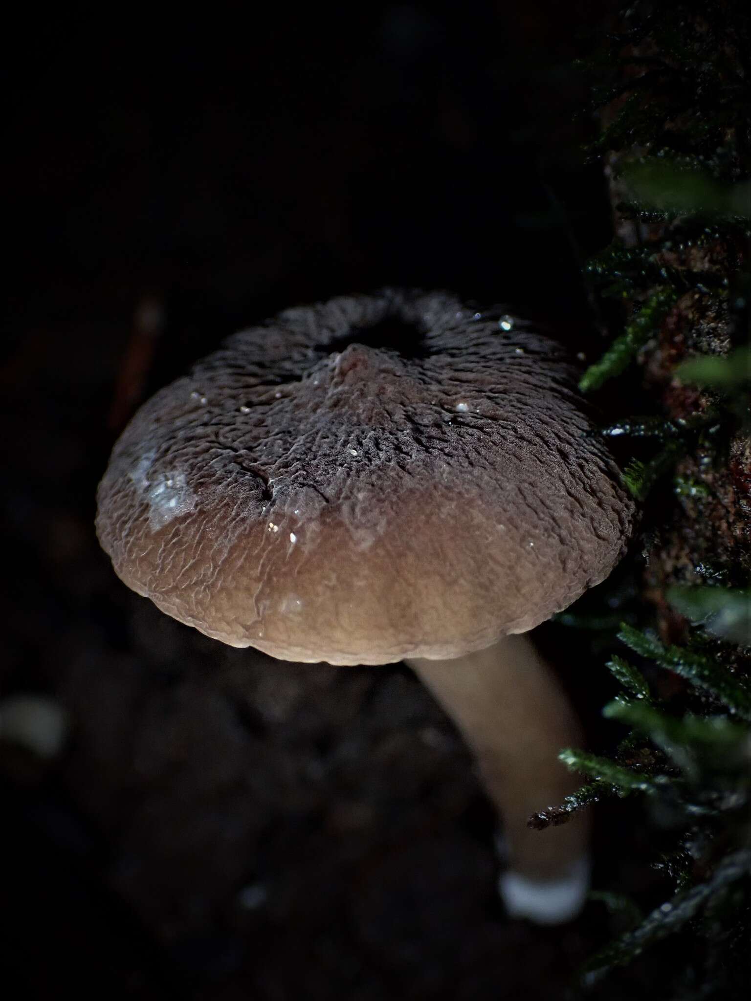 صورة Lactifluus wirrabara (Grgur.) Stubbe 2012