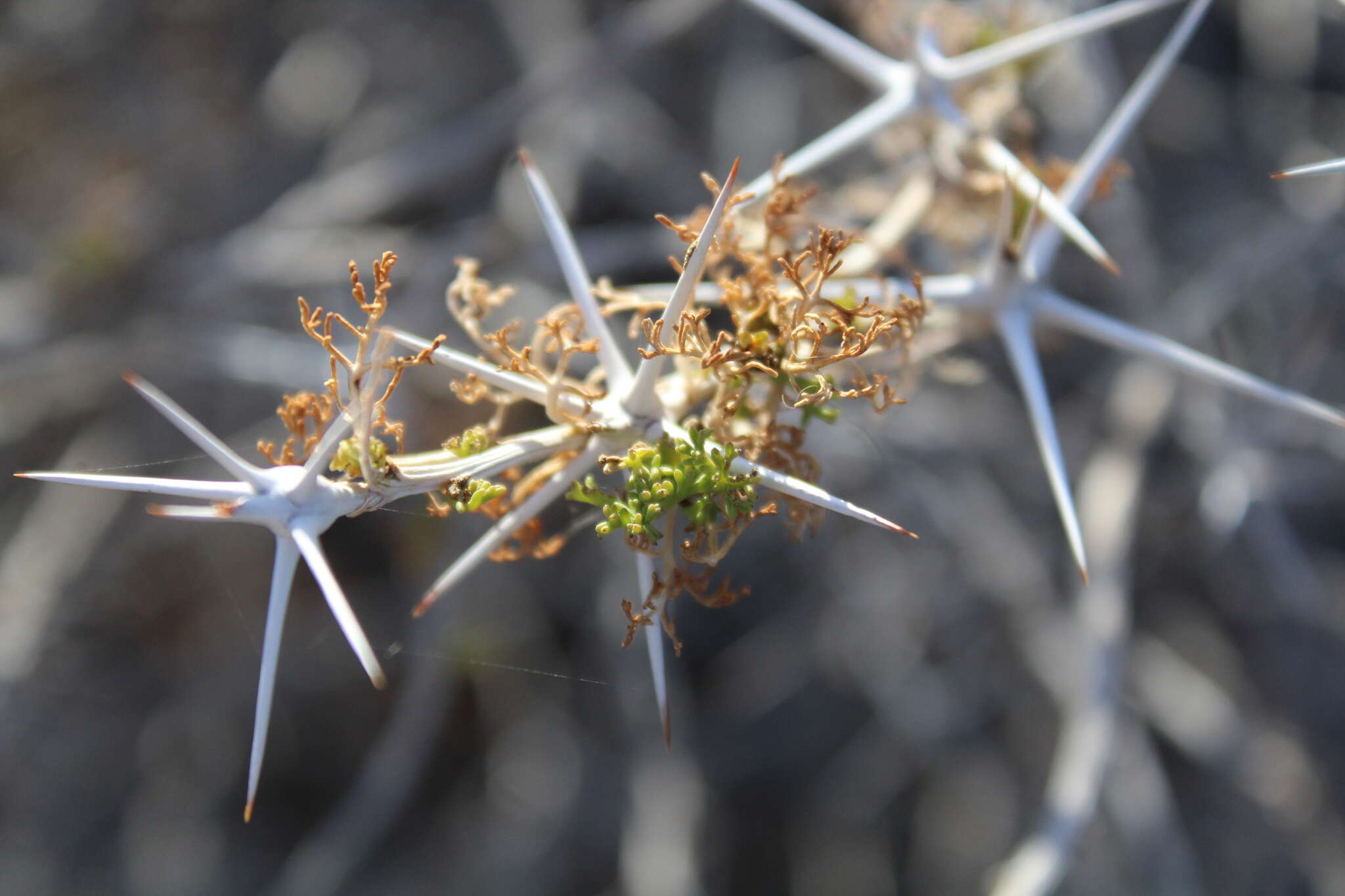 Image of Ambrosia bryantii (Curran) Payne