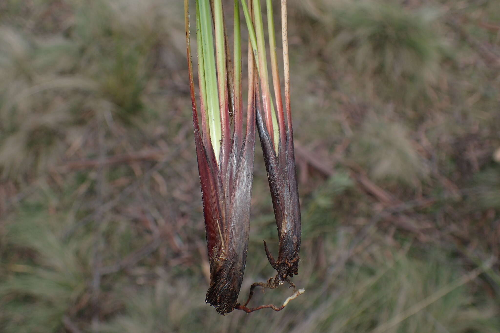 Imagem de Lepidosperma oldfieldii Hook. fil.