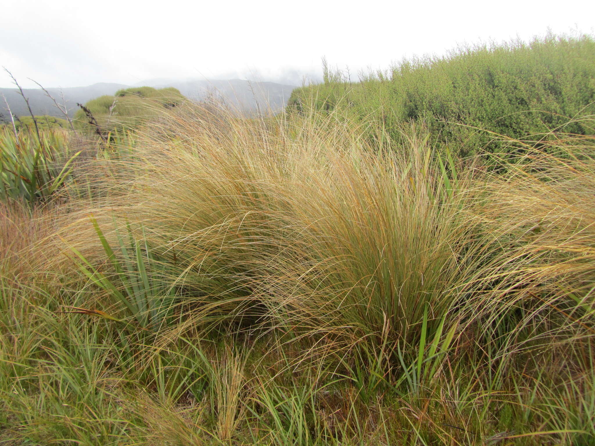 Plancia ëd Chionochloa rubra subsp. cuprea Connor