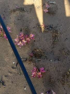 Image of Alstroemeria recumbens Herb.