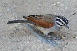 Image of Emberiza capensis bradfieldi (Roberts 1928)