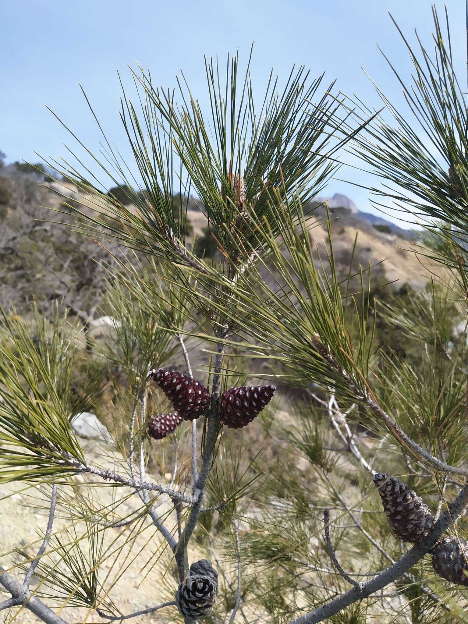 Image of Brutia Pine