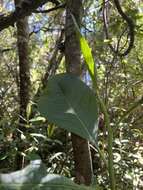 Imagem de Solanum humboldtianum Granados-Tochoy & S. Knapp