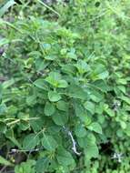 Imagem de Barleria rotundifolia Oberm.