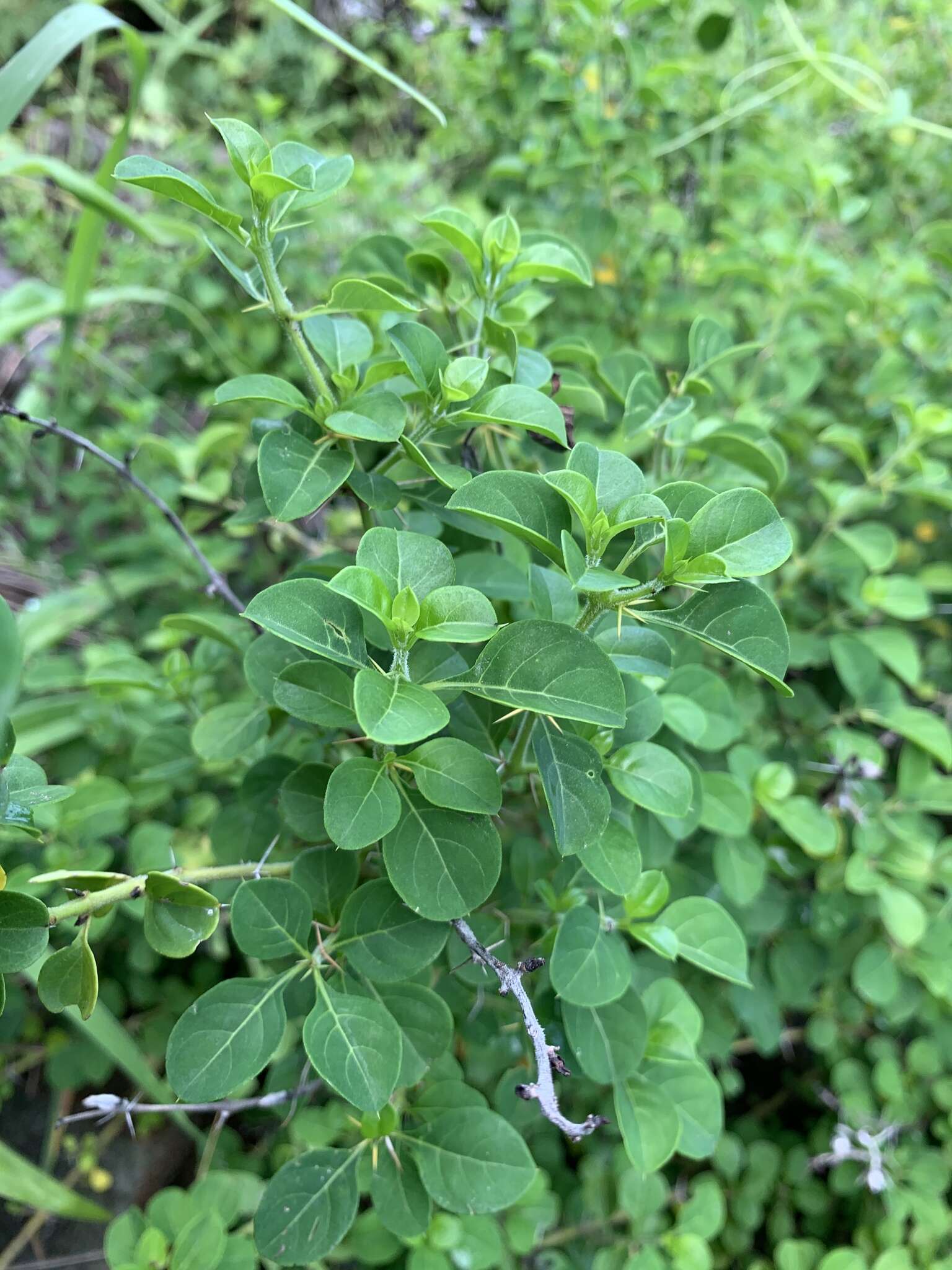 Image de Barleria rotundifolia Oberm.