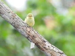 Image of Violet-tailed Sunbird