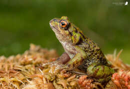 Chaltenobatrachus Basso, Úbeda, Bunge & Martinazzo 2011 resmi