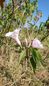 Imagem de Ipomoea carnea subsp. fistulosa (Mart. ex Choisy) D. F. Austin