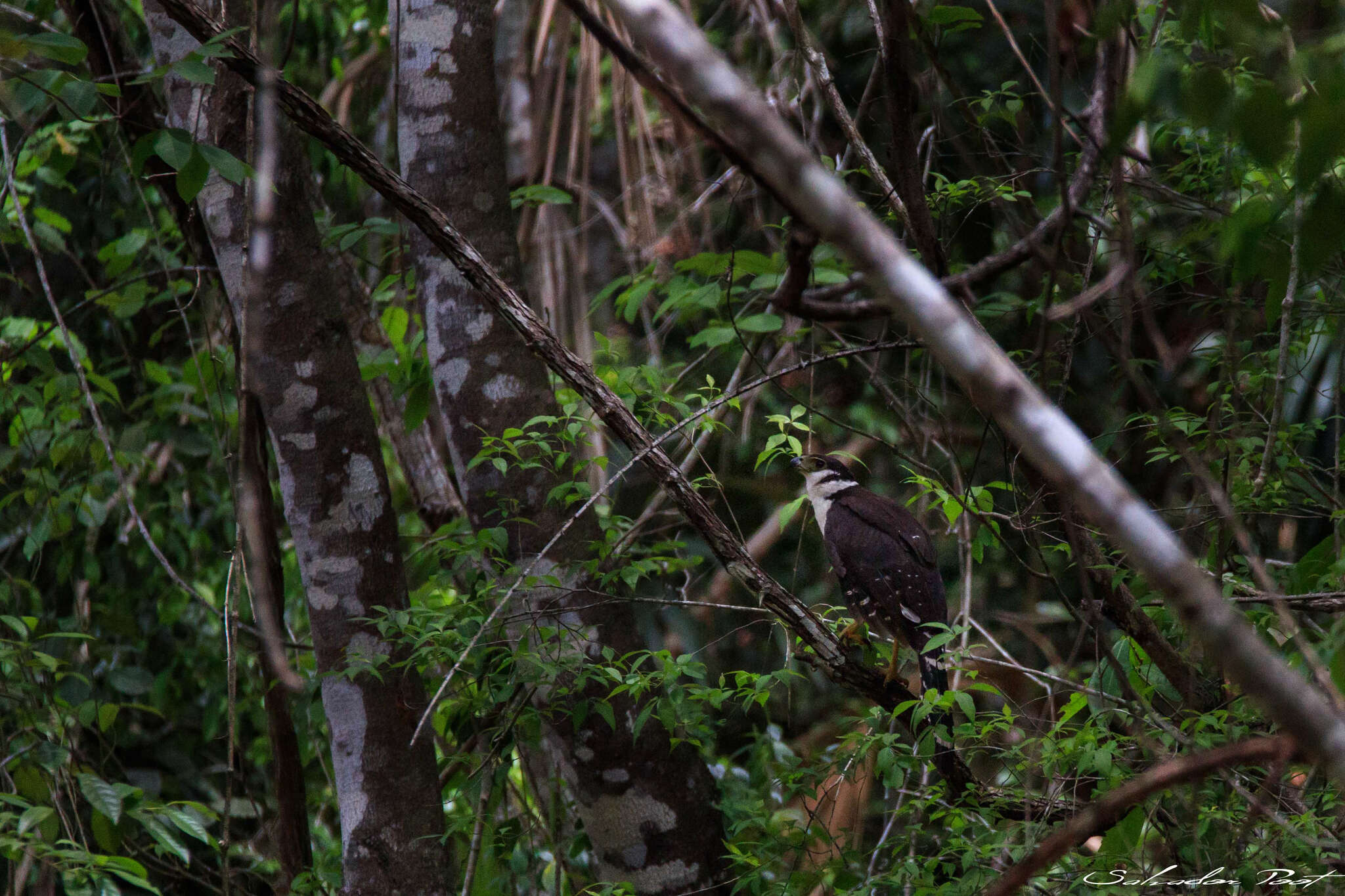 Image of Collared Forest Falcon