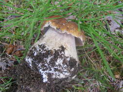 Image of Boletus chippewaensis A. H. Sm. & Thiers 1971