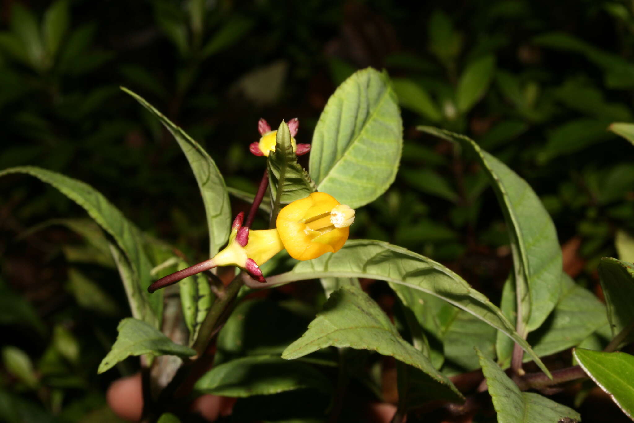 Image of Burmeistera parviflora E. Wimm. ex Standl.