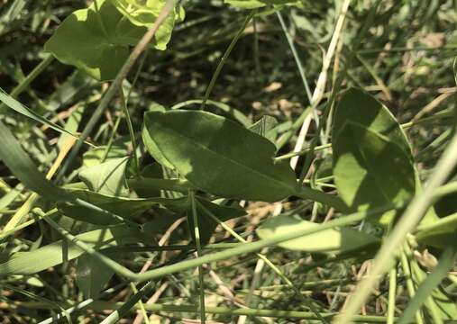 Image of Euphorbia salicifolia Host