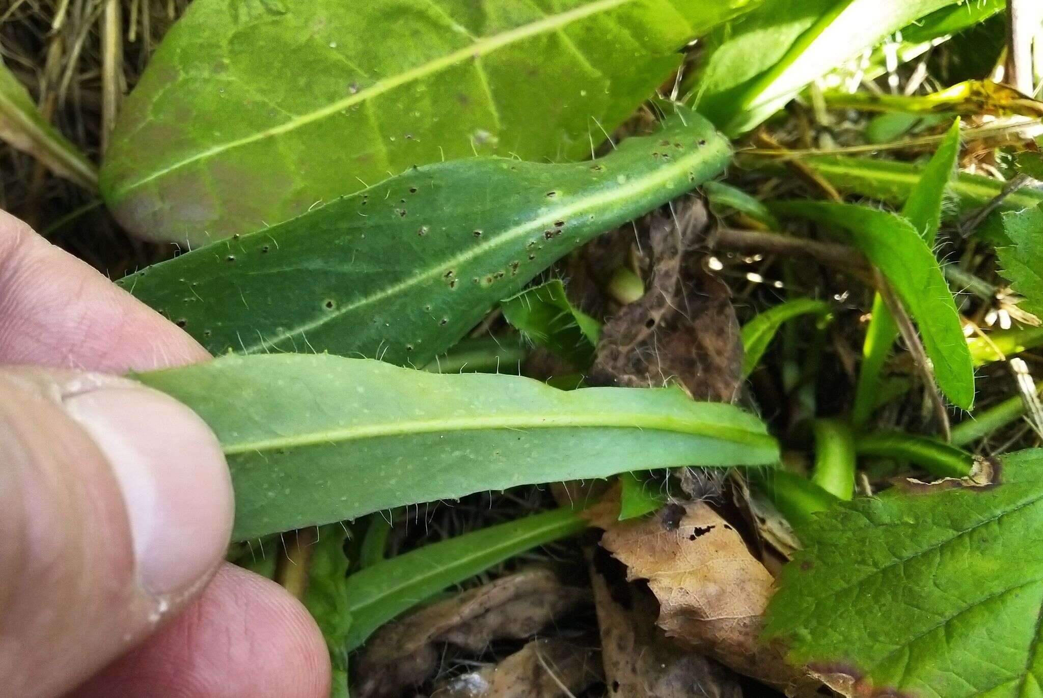 صورة Pilosella novosibirskensis N. N. Tupitsyna