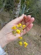 Image of Texas paloverde