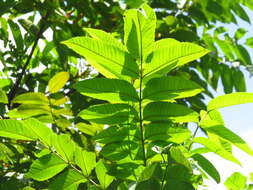 Слика од Rhus chinensis var. roxburghii (DC.) Rehd.