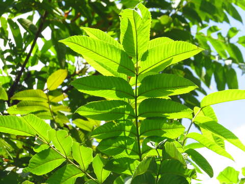 Слика од Rhus chinensis var. roxburghii (DC.) Rehd.