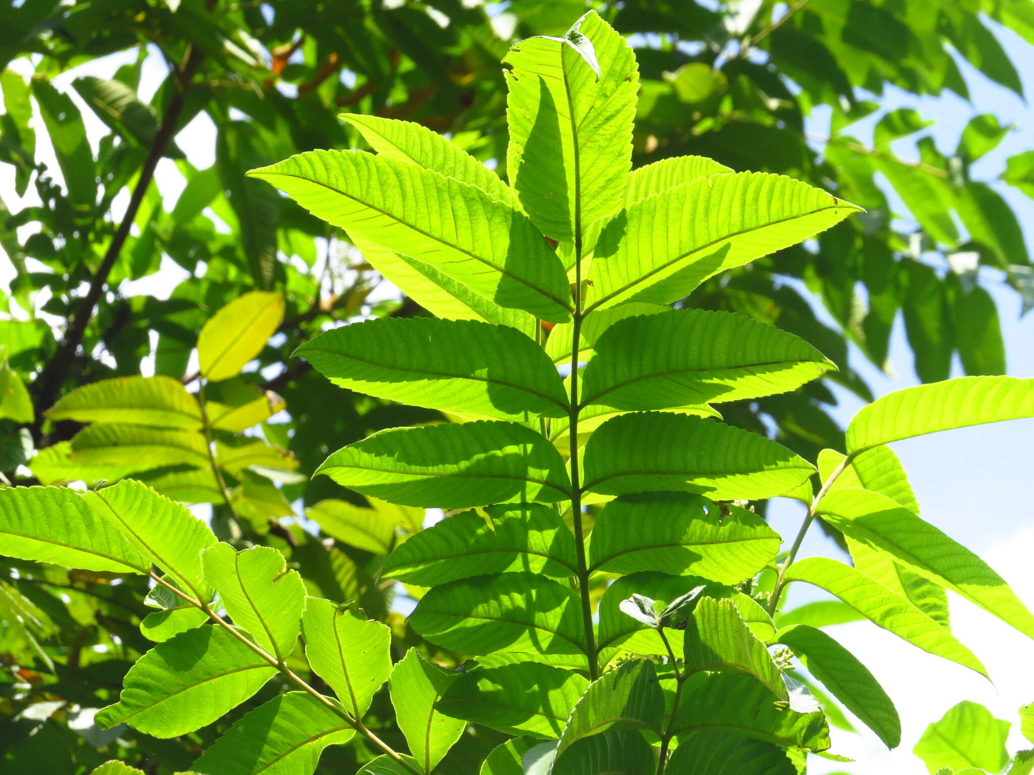 Слика од Rhus chinensis var. roxburghii (DC.) Rehd.