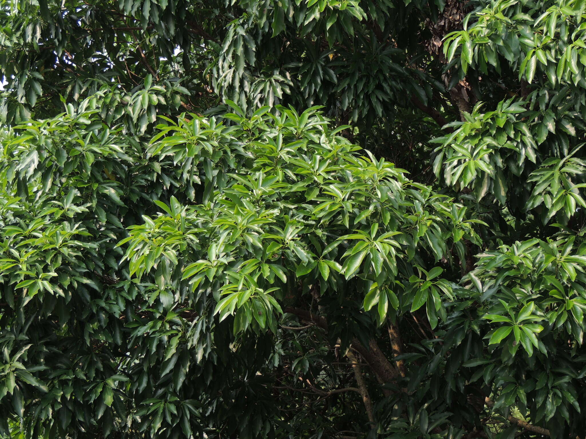 صورة Machilus japonica var. kusanoi (Hayata) J. C. Liao