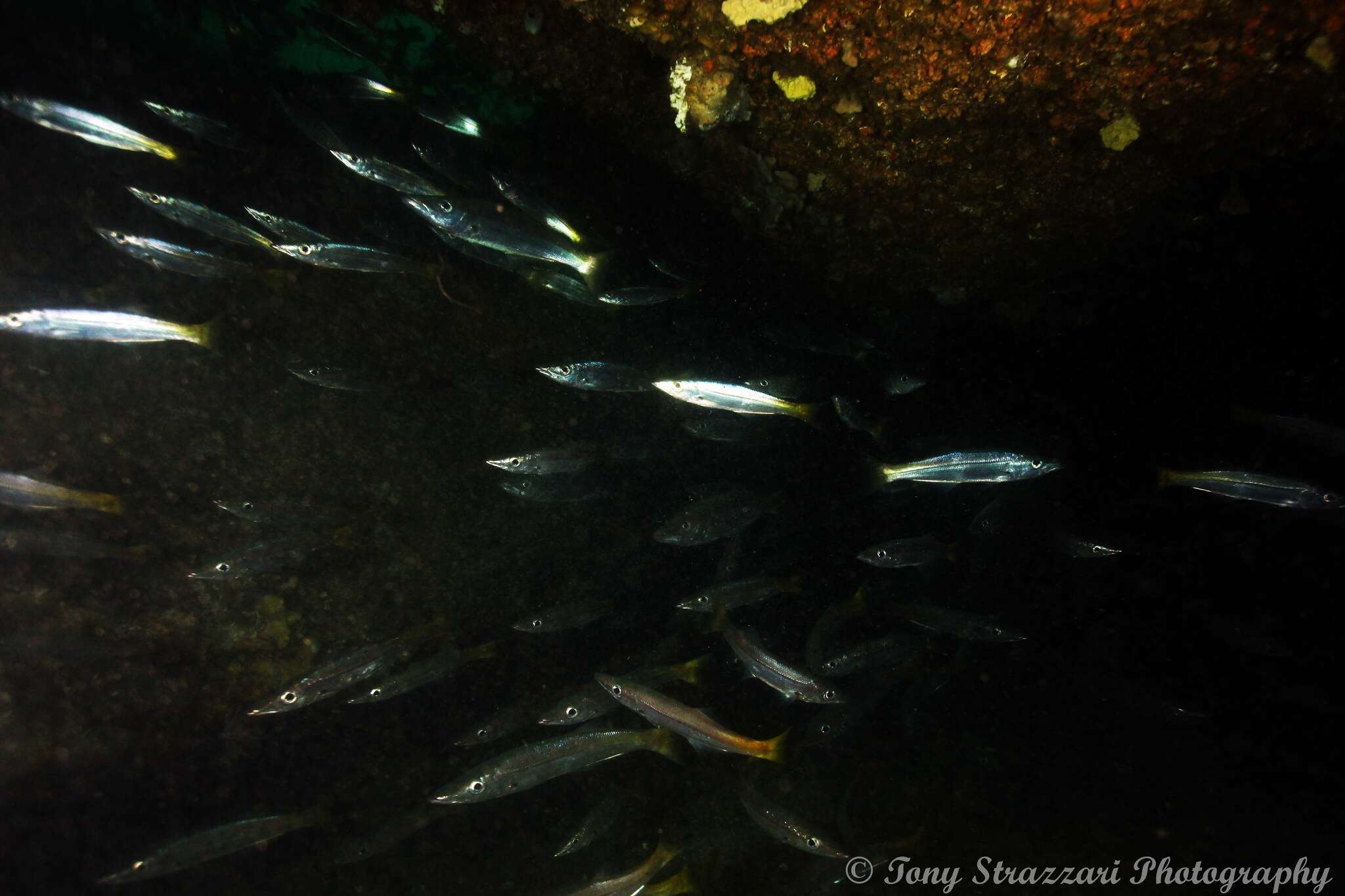 Image of long-finned pike