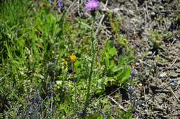 Image of Carduus bourgaei Kazmi