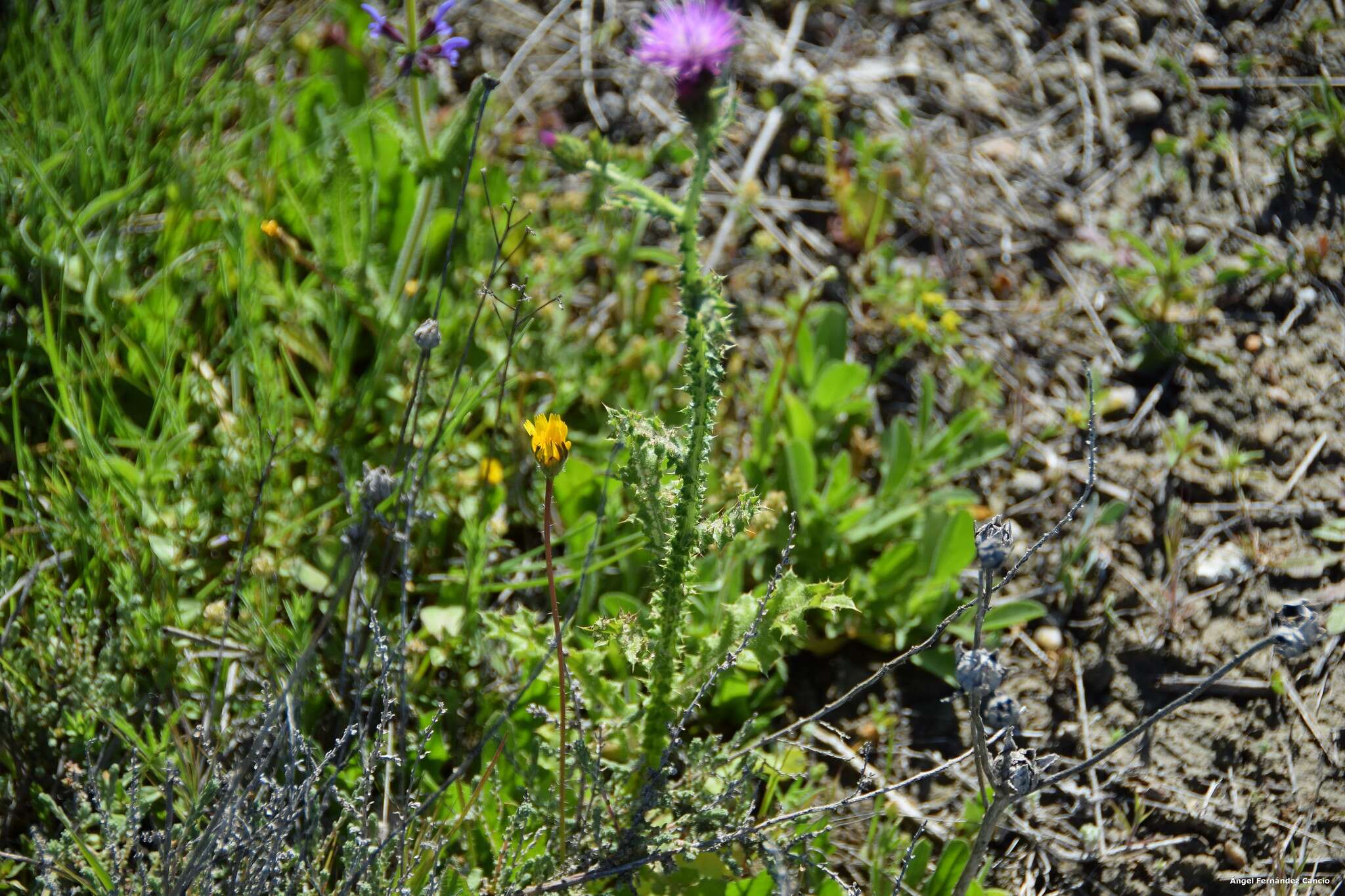 Image of Carduus bourgaei Kazmi