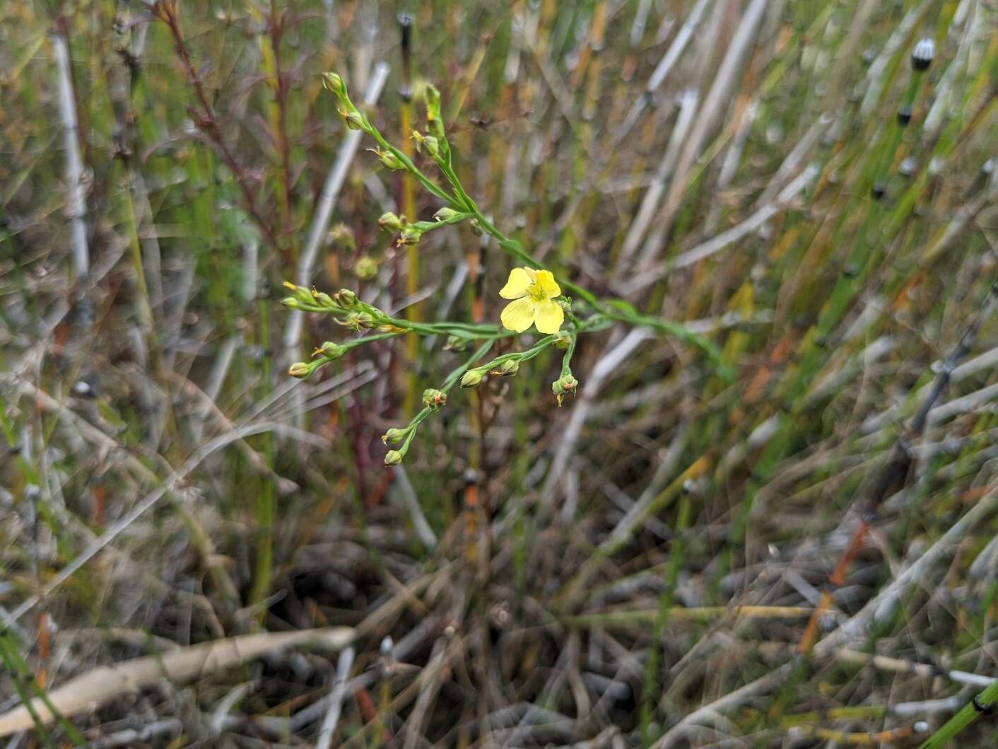 Image of stiff yellow flax