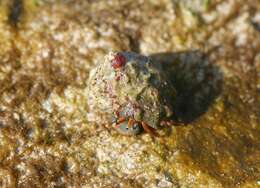 Image of orange claw hermit crab