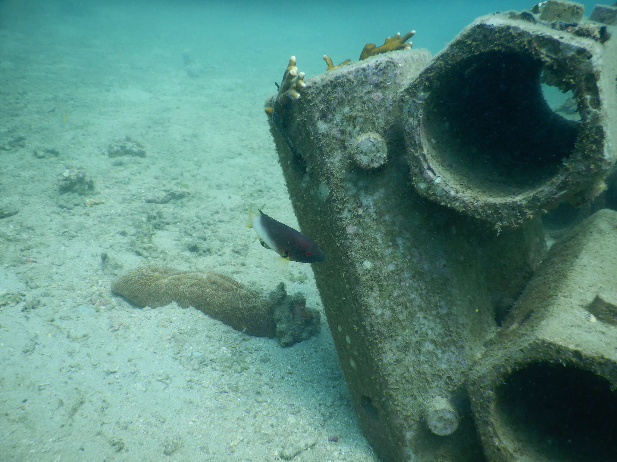 Image of Axil hogfish