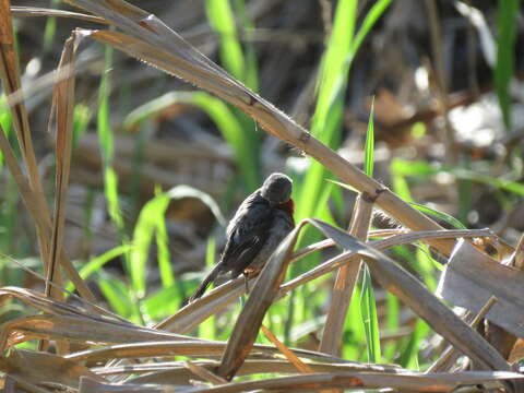 Image of Chestnut-bellied Seedeater