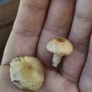 Agaricus comtulus Fr. 1838的圖片