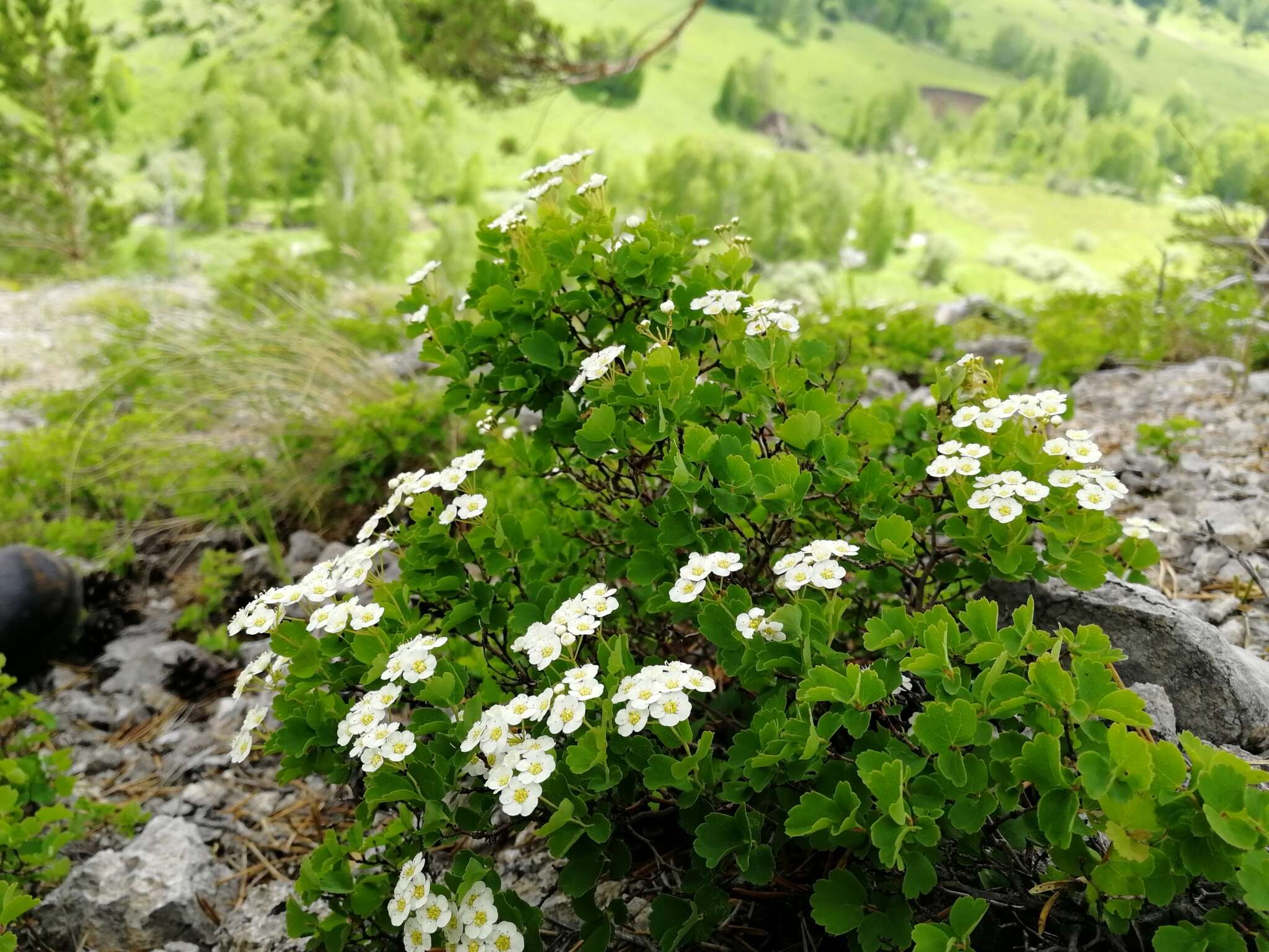 Image of Asian meadowsweet