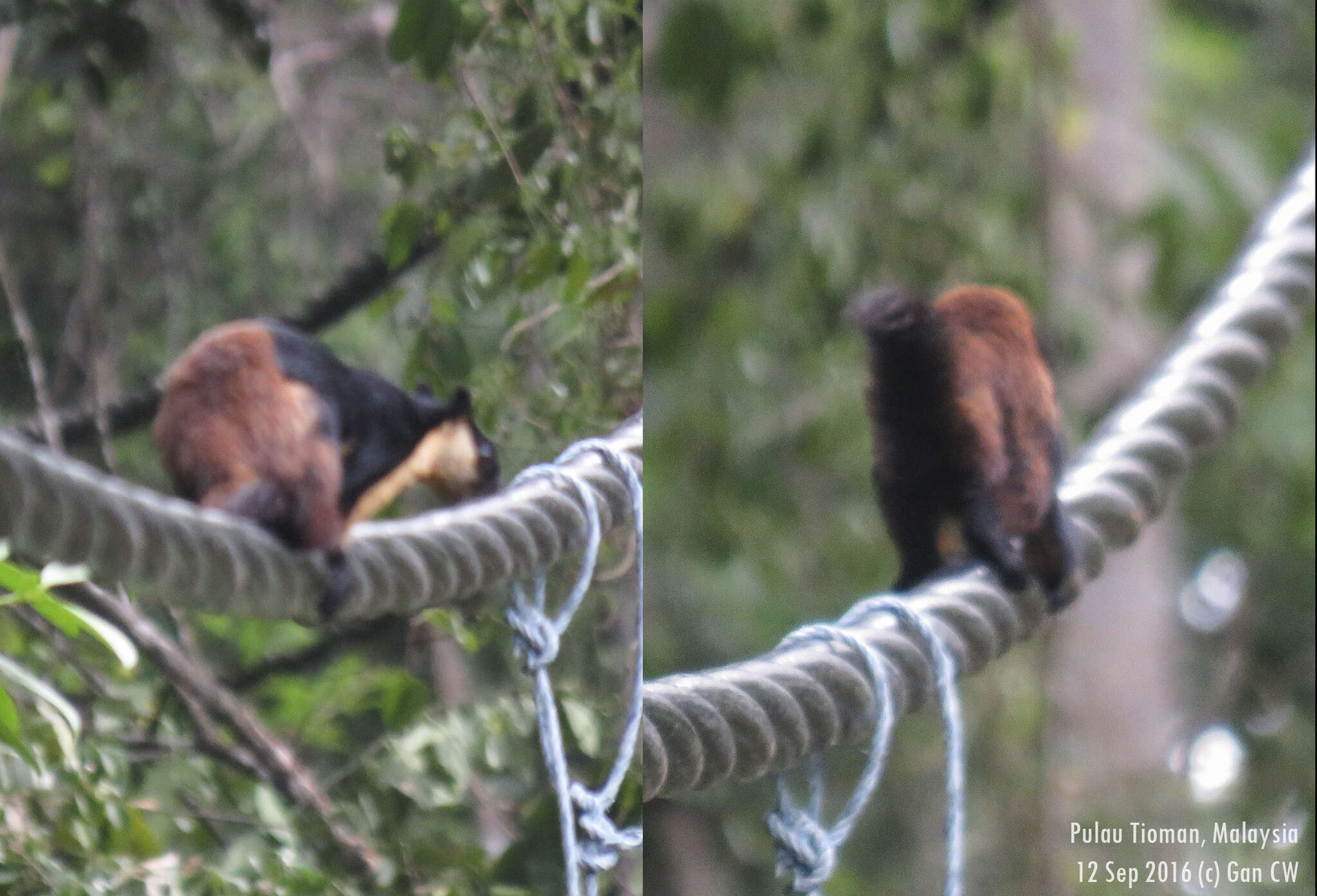 Image of Black Giant Squirrel