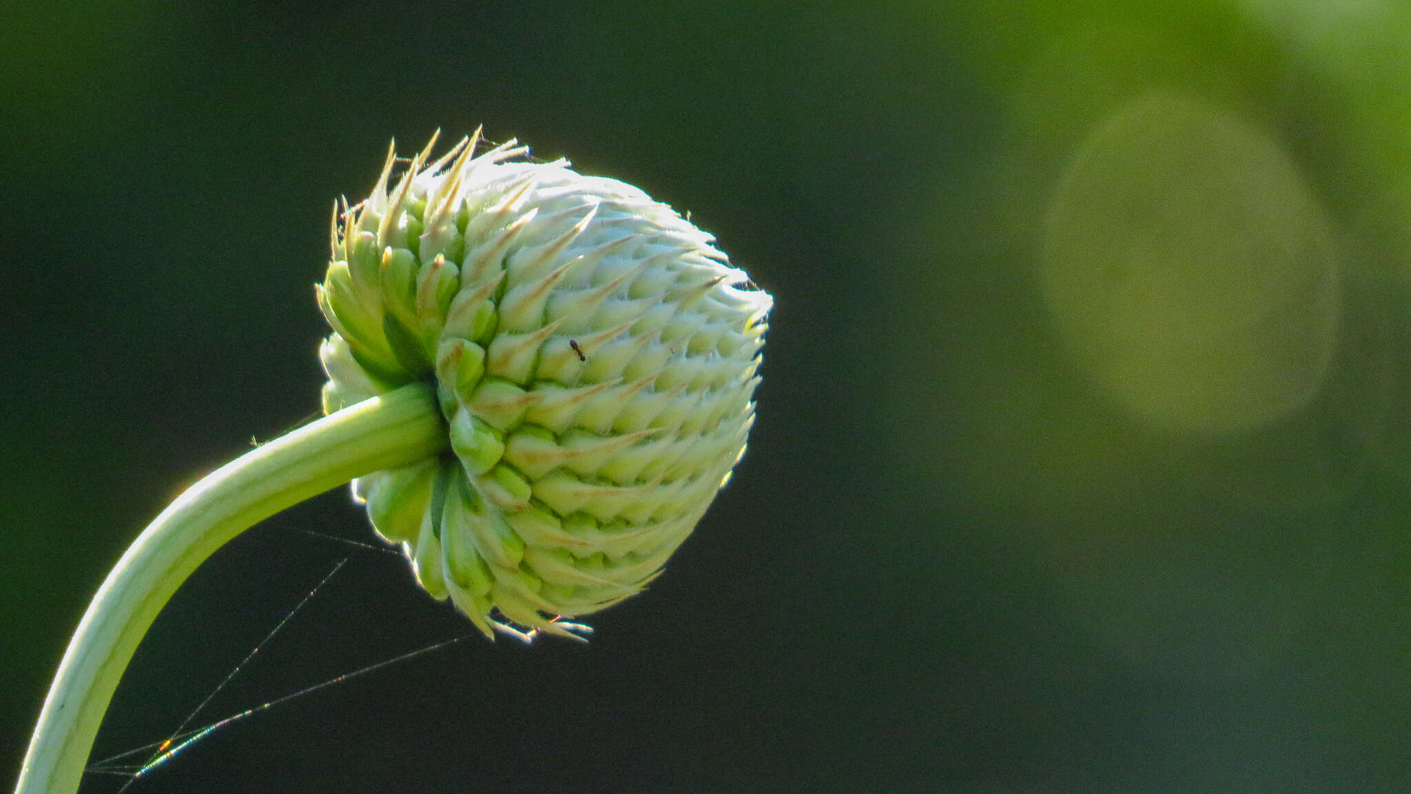 Image of Cephalaria ambrosioides (Sibth. & Sm.) Roem. & Schult.