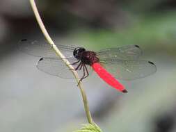 Image of Lyriothemis biappendiculata (Selys 1878)